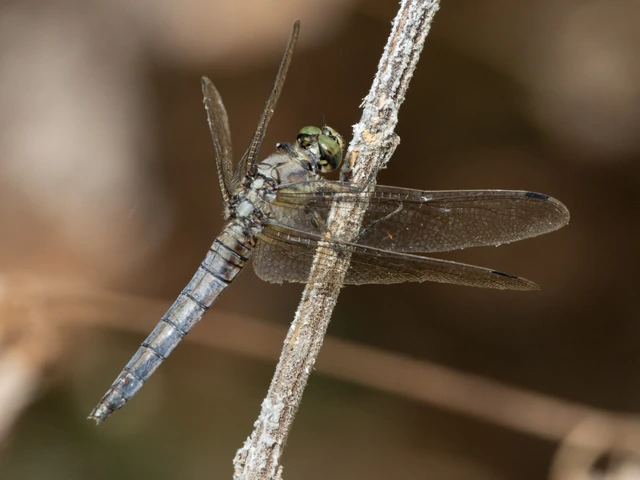 Orthetrum cancellatum - feketefarkú pásztorszitakötő
