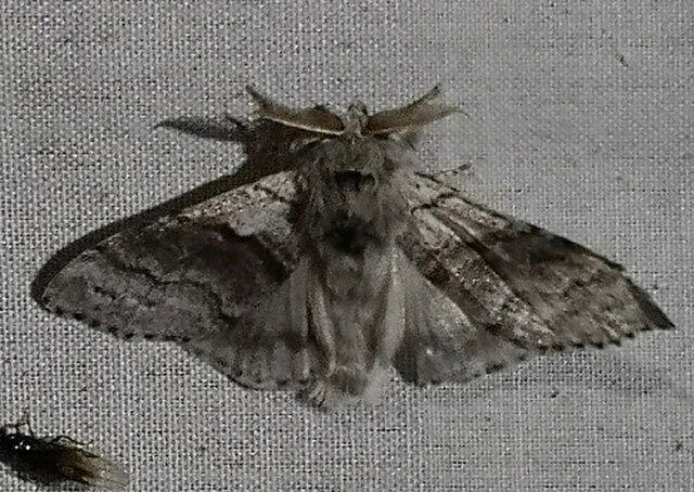 Calliteara pudibunda - hamvasszövő