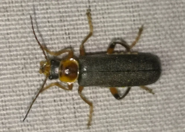 Cantharis nigricans - feketéllő lágybogár