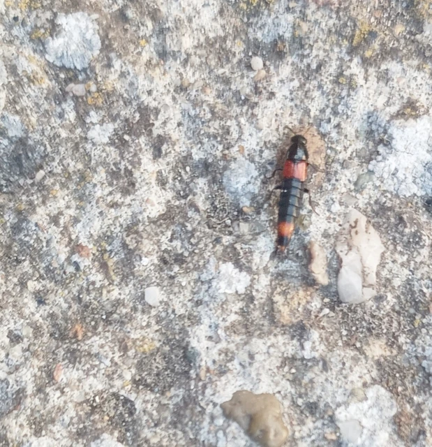 Astrapaeus ulmi - pirosöves mohaholyva