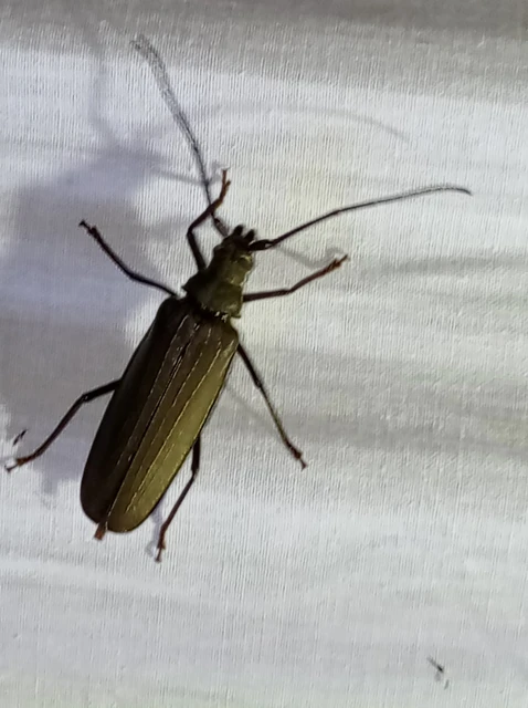 Aegosoma scabricorne - diófacincér