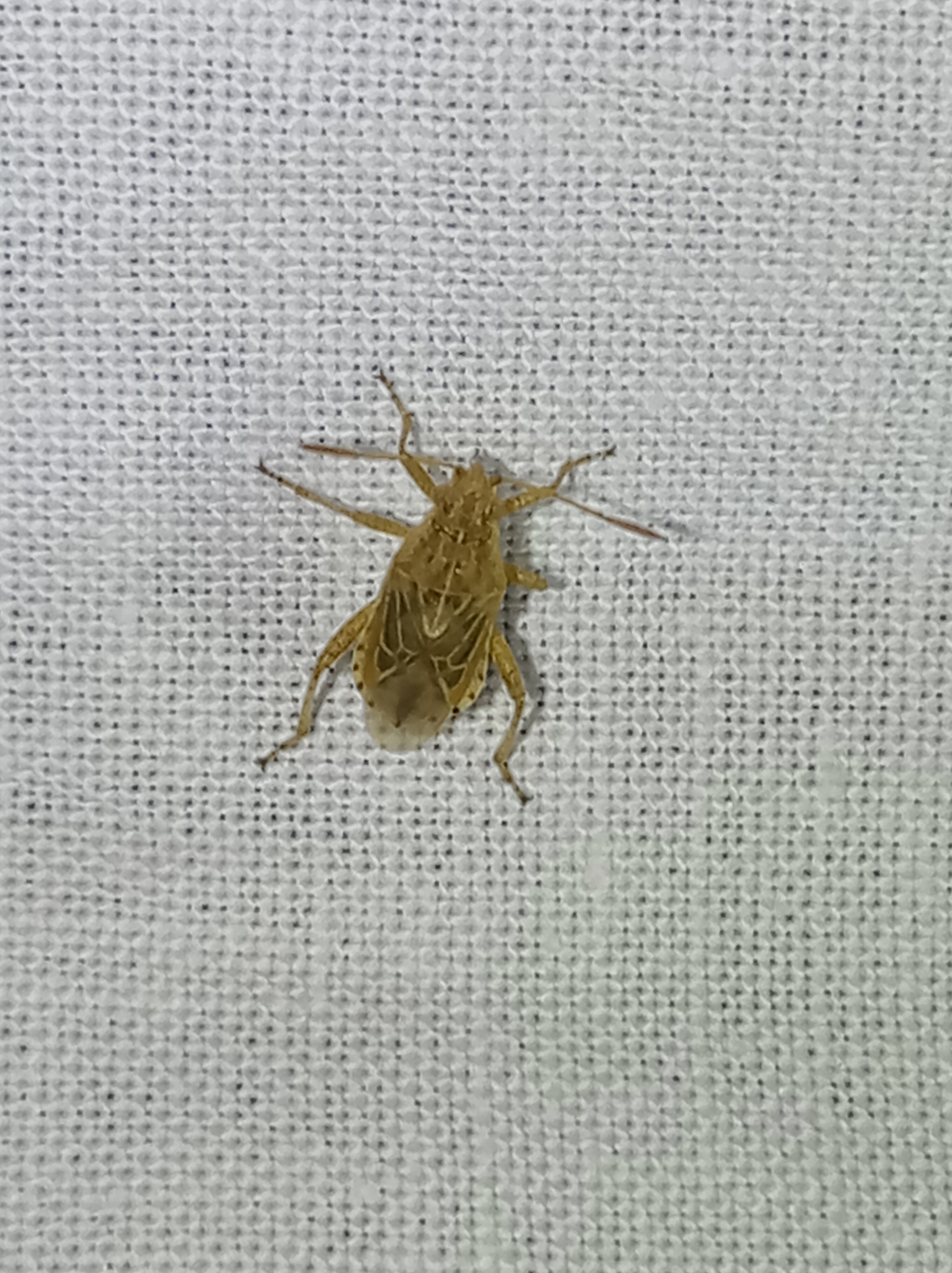 Rhopalidae - üvegpoloskák Rhopalidae - üvegpoloskák