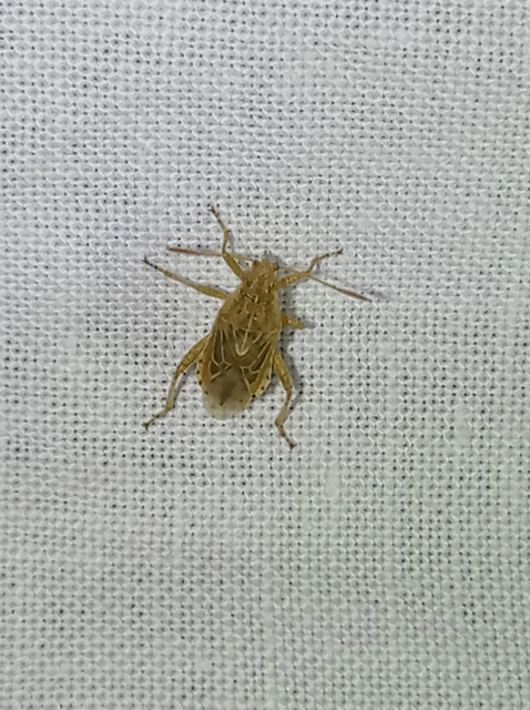Rhopalidae - üvegpoloskák Rhopalidae - üvegpoloskák