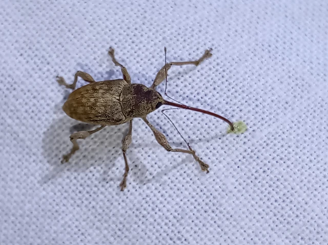 Curculio elephas - gesztenyezsuzsóka Curculio elephas - gesztenyezsuzsóka
