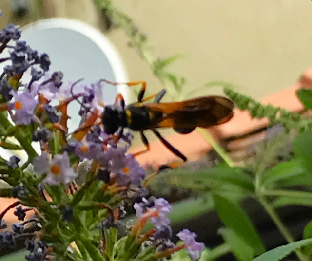 Sceliphron caementarium - feketenyelű lopódarázs Sceliphron caementarium - feketenyelű lopódarázs