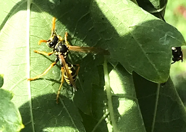 Polistes - papírdarazsak Polistes - papírdarazsak