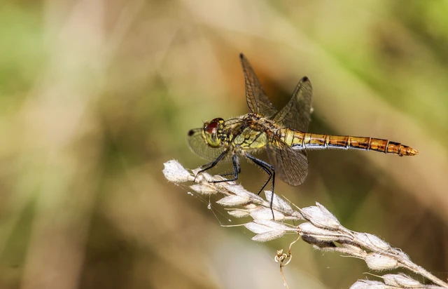 Sympetrum sanguineum - vörös katona-szitakötő