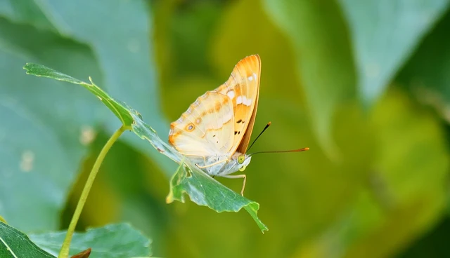 Apatura ilia - kis színjátszólepke