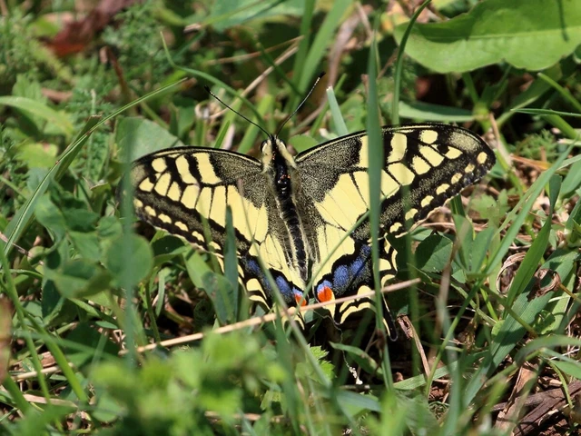 Papilio machaon - fecskefarkú lepke