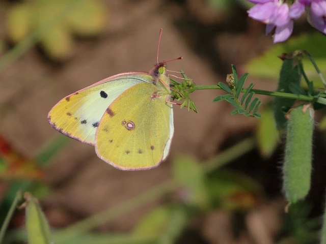 Colias alfacariensis - déli kéneslepke Colias alfacariensis - déli kéneslepke