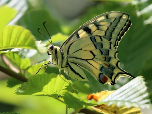 Papilio machaon - fecskefarkú lepke