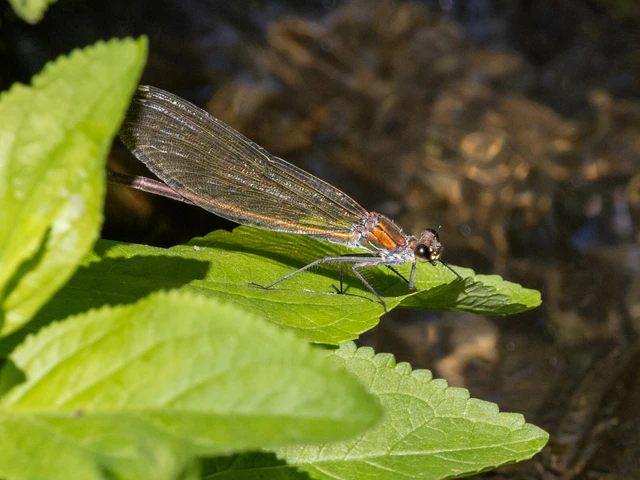Calopteryx splendens - sávos szitakötő Calopteryx splendens - sávos szitakötő