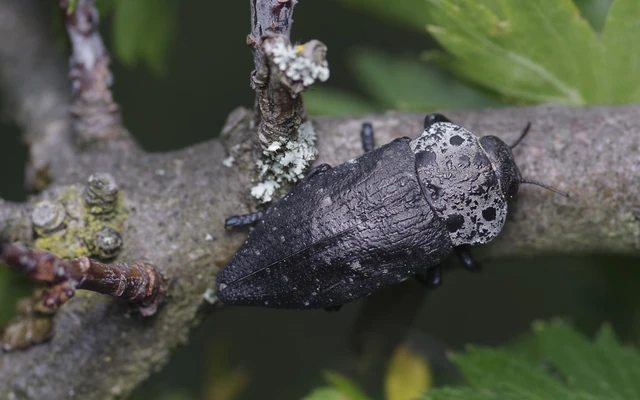Capnodis tenebrionis - kökény-tükrösdíszbogár Capnodis tenebrionis - kökény-tükrösdíszbogár