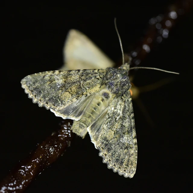 Mamestra brassicae - káposztabagoly
