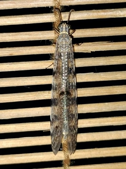 Neuroptera - Recésszárnyúak