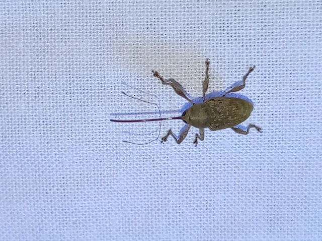 Curculio elephas - gesztenyezsuzsóka Curculio elephas - gesztenyezsuzsóka