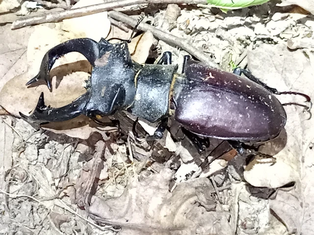 Lucanus cervus - nagy szarvasbogár