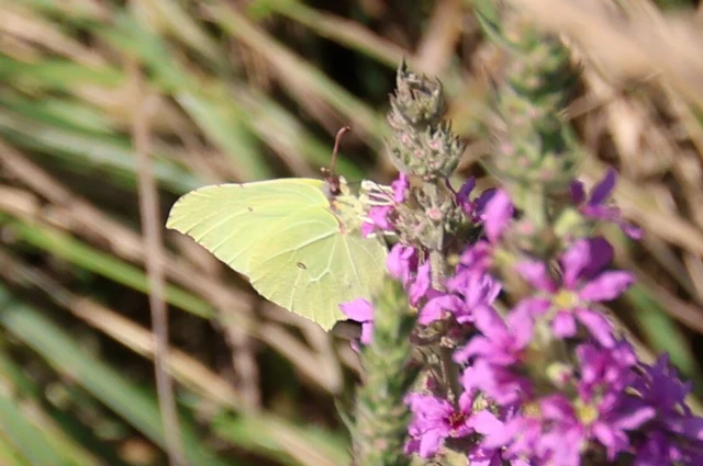 Gonepteryx rhamni - citromlepke