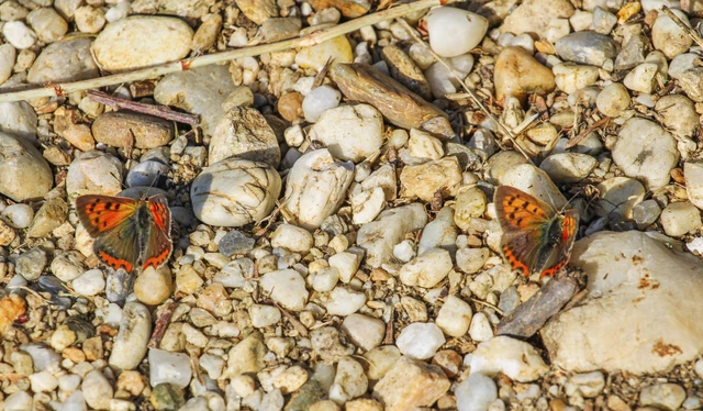 Lycaena phlaeas - közönséges tűzlepke