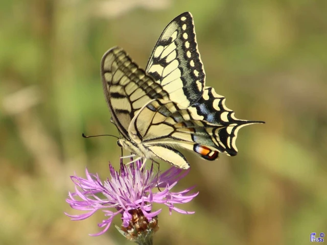 Papilio machaon - fecskefarkú lepke