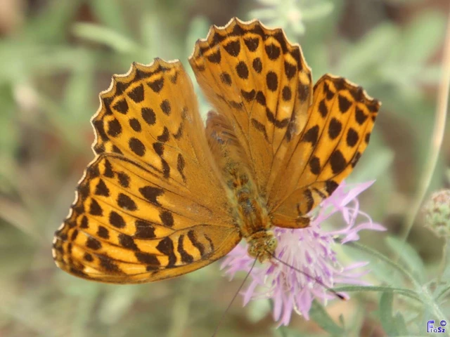 Argynnis paphia - nagy gyöngyházlepke
