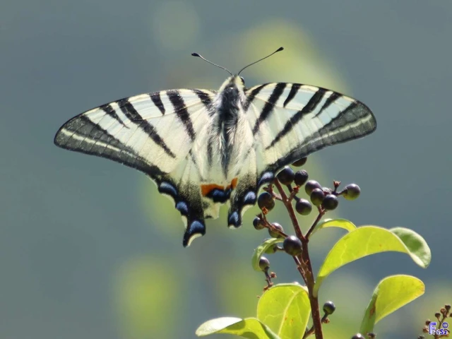 Iphiclides podalirius - kardoslepke