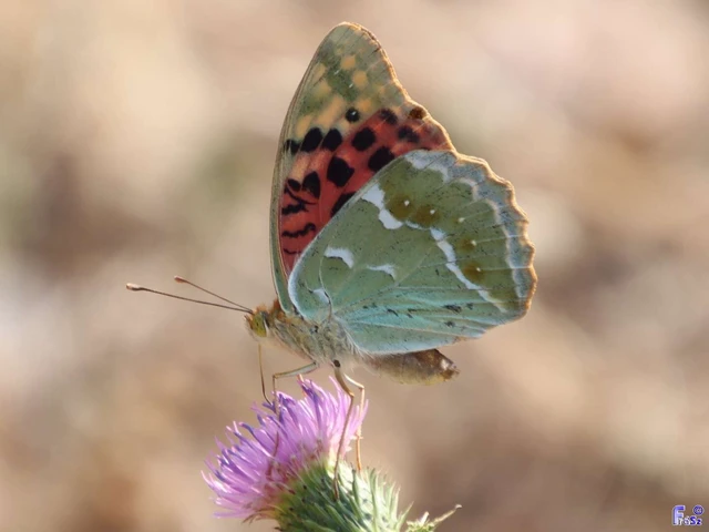 Argynnis pandora - zöldes gyöngyházlepke