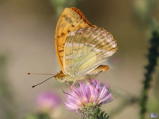 Argynnis paphia - nagy gyöngyházlepke