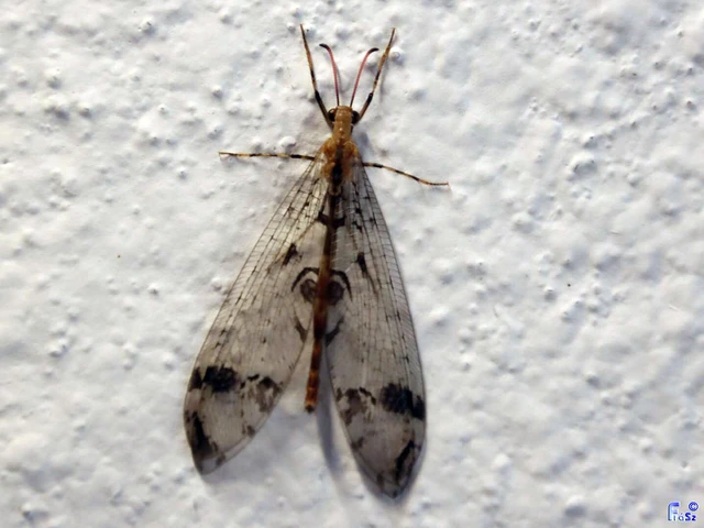 Dendroleon pantherinus - párducfoltos hangyaleső