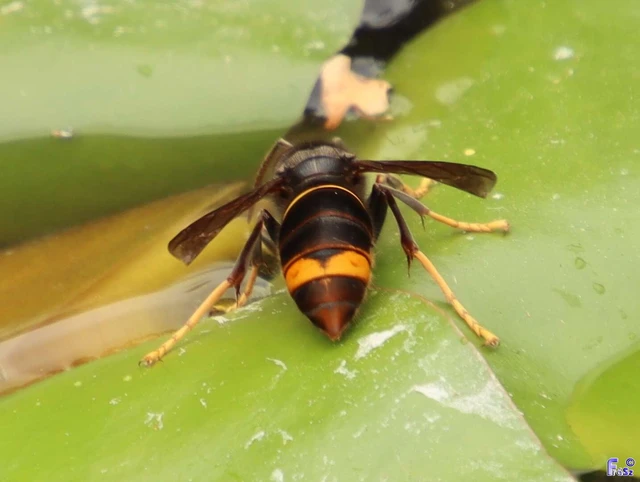 Hymenoptera - Hártyásszárnyúak