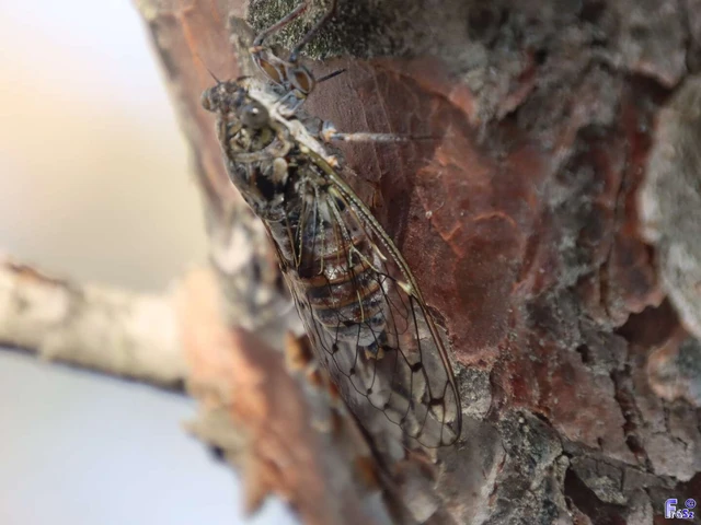 Cicada orni - mannakabóca