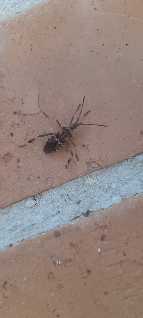 Leptoglossus occidentalis - nyugati levéllábú poloska