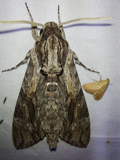 Agrius convolvuli - szulákszender