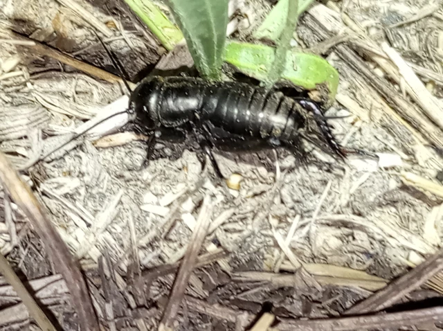Gryllus campestris - mezei tücsök