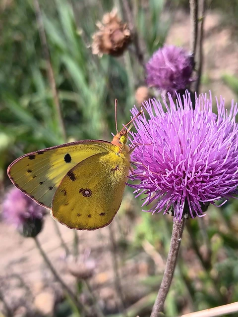 Colias alfacariensis - déli kéneslepke Colias alfacariensis - déli kéneslepke
