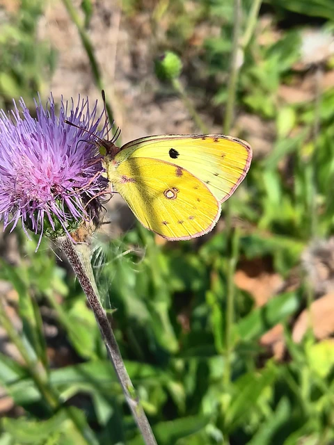 Colias alfacariensis - déli kéneslepke Colias alfacariensis - déli kéneslepke