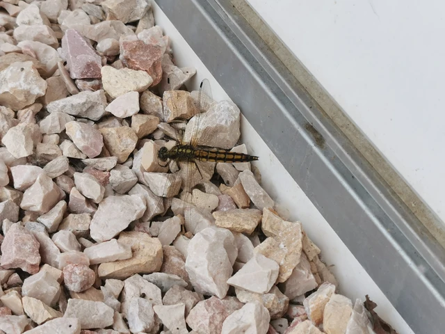 Orthetrum cancellatum - feketefarkú pásztorszitakötő