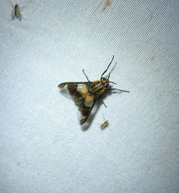 Chrysops