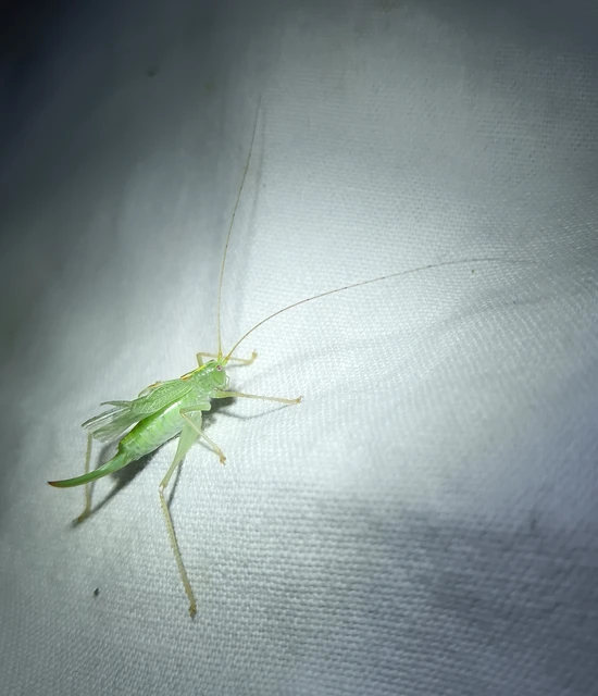 Meconema thalassinum - közönséges dobolószöcske Meconema thalassinum - közönséges dobolószöcske