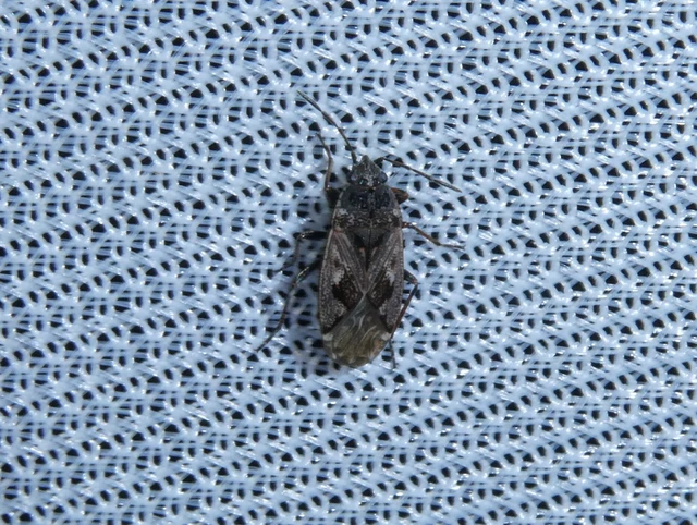 Sphragisticus nebulosus - foltos bodobács