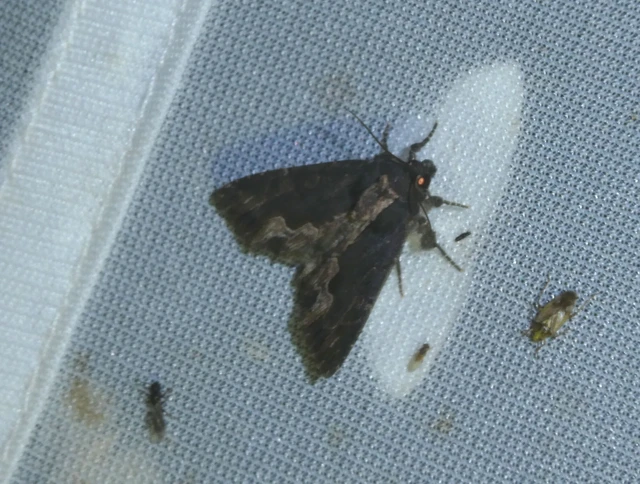 Dypterygia scabriuscula - szurokbarna nyáribagoly