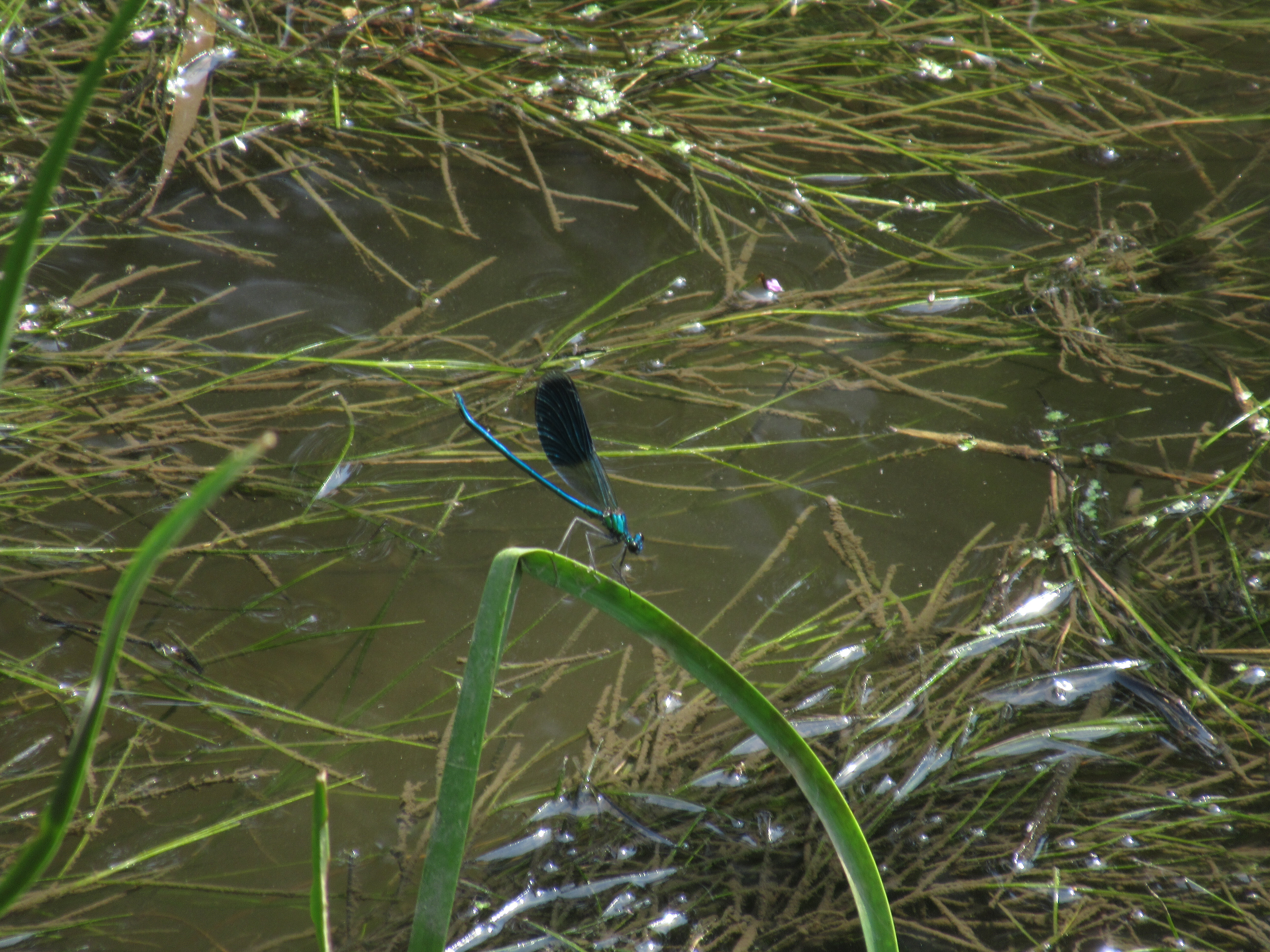 Calopteryx splendens - sávos szitakötő