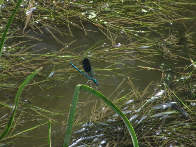 Calopteryx splendens - sávos szitakötő Calopteryx splendens - sávos szitakötő