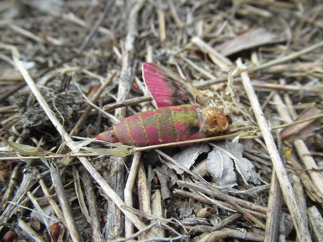 Deilephila elpenor - szőlőszender