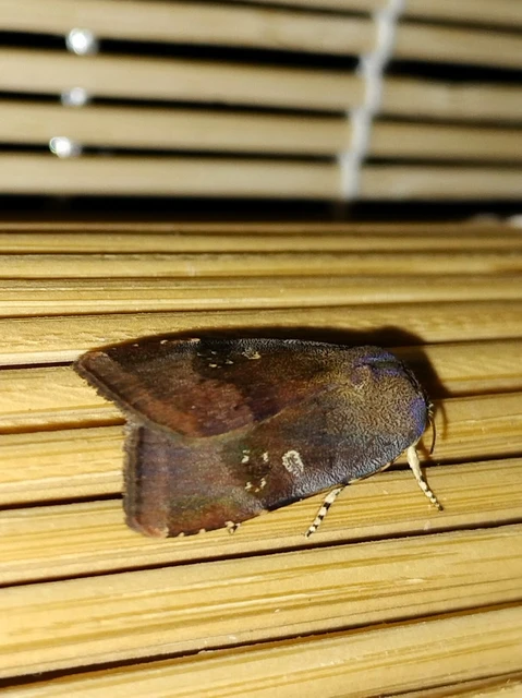 Noctua janthe/janthina