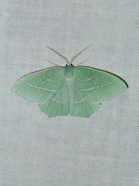Hemistola chrysoprasaria - kékes zöldaraszoló