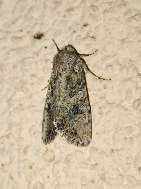 Hadula trifolii - lóherebagoly