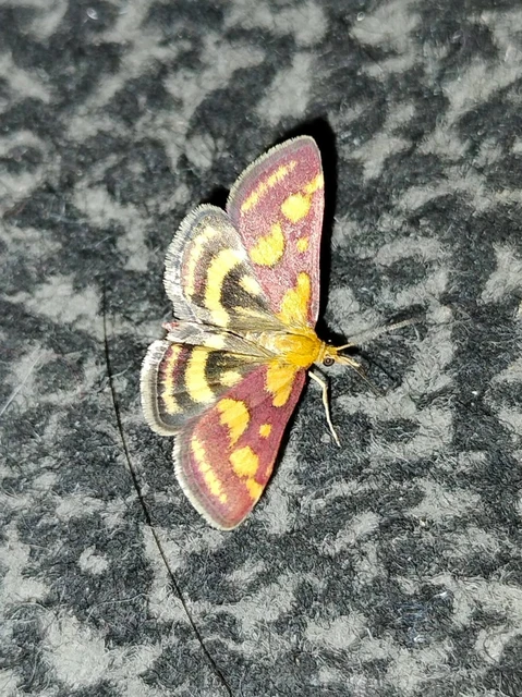 Microlepidoptera - Molylepkék