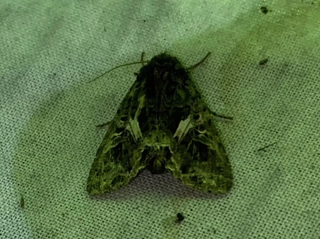 Trachea atriplicis - nyári zöldbagoly