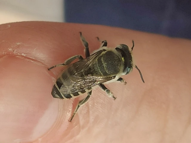 Hymenoptera - Hártyásszárnyúak